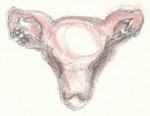 shield Hildisvini uterus