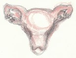 Hildisvíni uterus