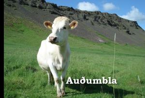 Auðumbla