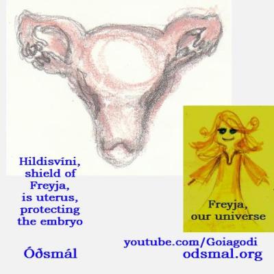 Hildisvíni, shield of Freyja, is uterus, protecting the embryo